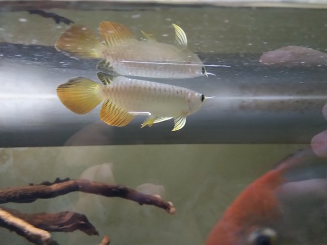 IMG_20200318_223840.jpg IMG_20200318_223840.jpg