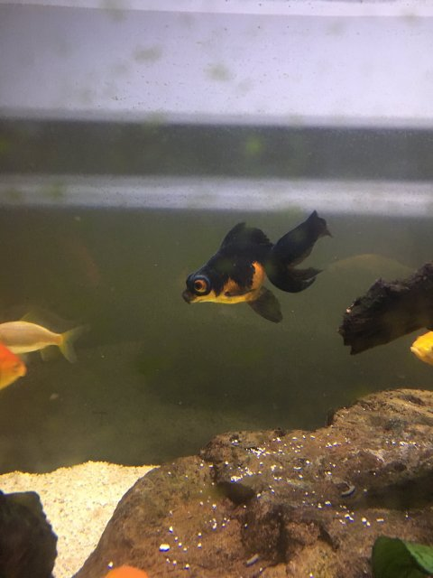Do goldfish turn best sale black