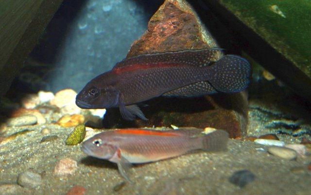 T_lufubu_05.jpg