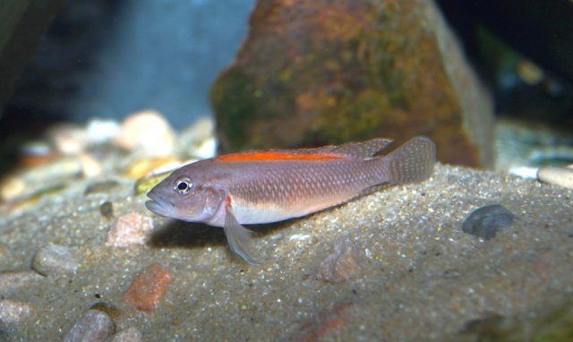 T_lufubu_02.jpg