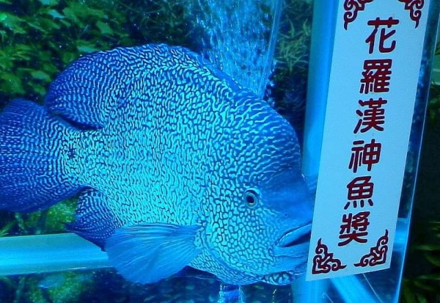 27336652_571803929830156_895714847536772597_n.jpg 27336652_571803929830156_895714847536772597_n.jpg