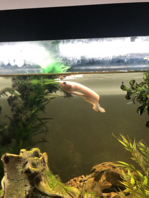 41B7F1DC-155D-4228-AE7D-A3ABDC80CC1D.jpeg 41B7F1DC-155D-4228-AE7D-A3ABDC80CC1D.jpeg