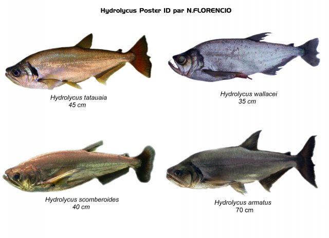 Hydrolycus ID poster.jpg