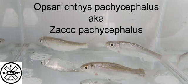 Zacco.jpg