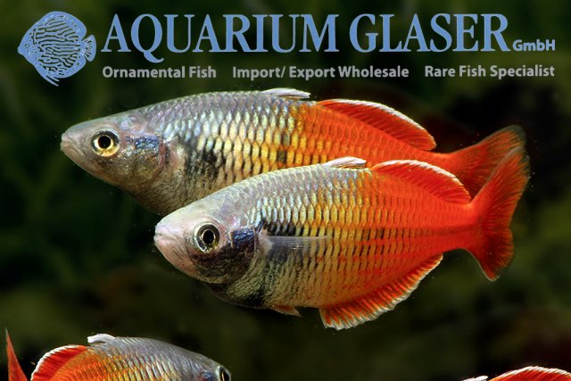 427313-melanotaenia-boesemani-red8.jpg 427313-melanotaenia-boesemani-red8.jpg