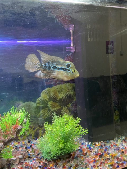 9E4A686F-8305-4E31-B027-415C9C50E0FE.jpeg 9E4A686F-8305-4E31-B027-415C9C50E0FE.jpeg