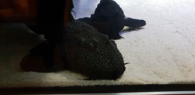 20190926_223907.jpg 20190926_223907.jpg