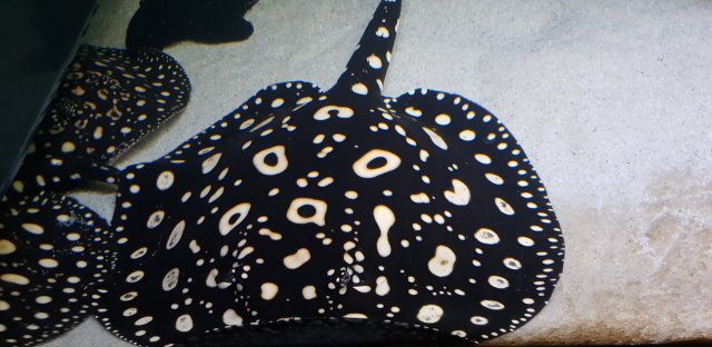 20191219_231103.jpg 20191219_231103.jpg