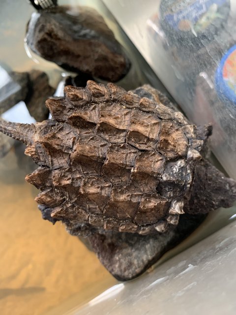 84B7BBC6-D3B6-49C4-9E94-FF50B0D2740E.jpeg 84B7BBC6-D3B6-49C4-9E94-FF50B0D2740E.jpeg