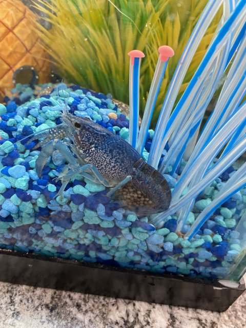 Blue crayfish is pregnant. Eggs look more brown than black |  MonsterFishKeepers.com