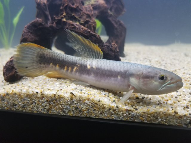 Freshwater Rainbow Wolf Fish