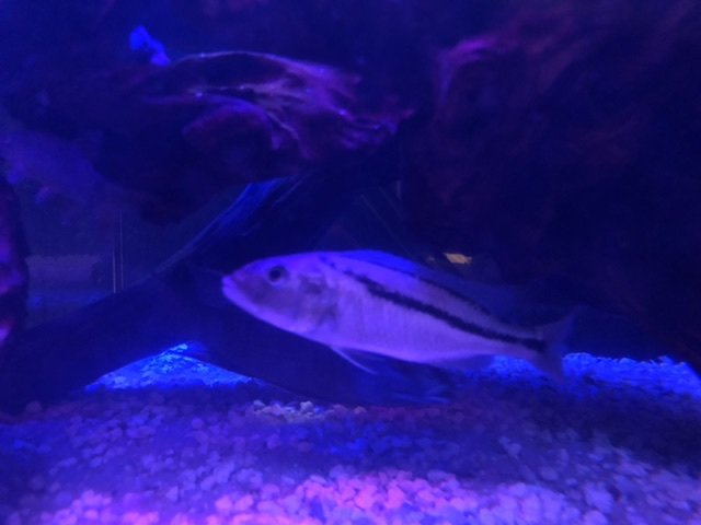 283FE8DD-8CEB-456B-B65A-9F3EA06B4457.jpeg 283FE8DD-8CEB-456B-B65A-9F3EA06B4457.jpeg