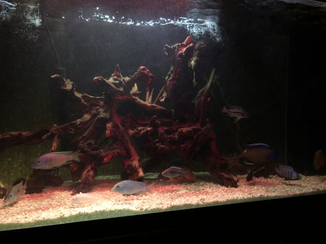 B2709E7E-3509-48CB-AF88-59068C1FF1F7.jpeg B2709E7E-3509-48CB-AF88-59068C1FF1F7.jpeg