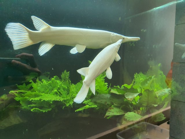 WhatsApp Image 2020-04-01 at 12.02.49 PM (3).jpeg