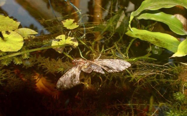 7DB2AD21-3471-452D-A169-D0D015A42C43_1_201_a.jpeg 7DB2AD21-3471-452D-A169-D0D015A42C43_1_201_a.jpeg