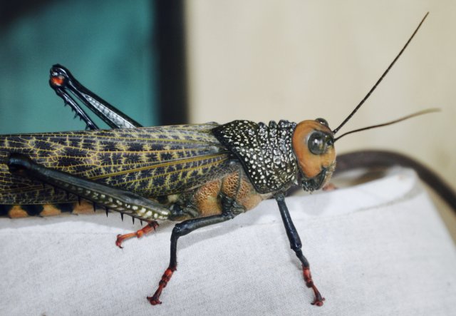 B3CE297F-5360-484B-B745-621CA918A241_1_201_a.jpeg B3CE297F-5360-484B-B745-621CA918A241_1_201_a.jpeg