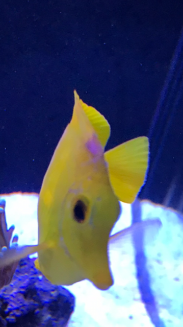 Photo 1 Yellow Tang.PNG