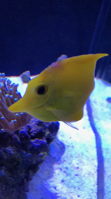 Photo 2 Yellow Tang.PNG