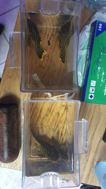 Male Or Female Gold Nugget Pleco Monsterfishkeepers Com