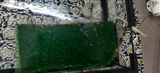 IMG_20200402_171751.jpg IMG_20200402_171751.jpg