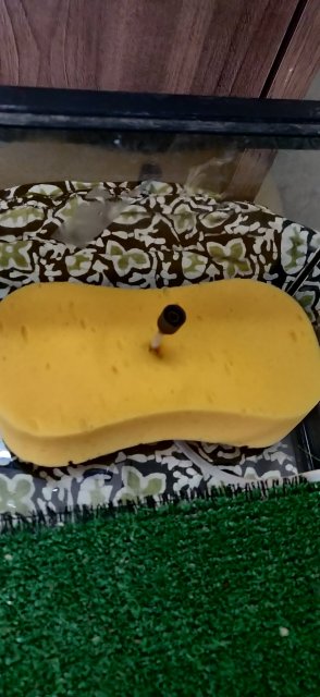 IMG_20200402_171310.jpg IMG_20200402_171310.jpg