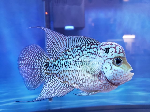 20200402_112920.jpg 20200402_112920.jpg