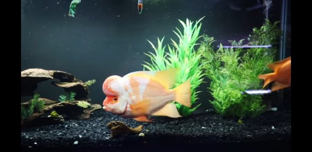 Screenshot_20200314-095546_YouTube.jpg Screenshot_20200314-095546_YouTube.jpg