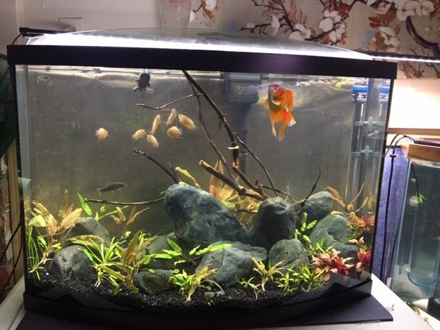 35g bowfront.jpg