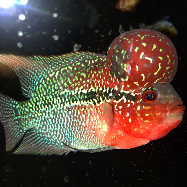 9407AA3C-3586-4DCE-9F1D-BB75CE3F88D7.jpeg 9407AA3C-3586-4DCE-9F1D-BB75CE3F88D7.jpeg