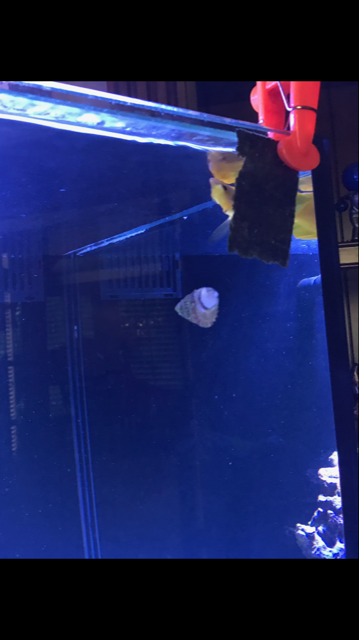 Yellow Tang Pic #4.PNG