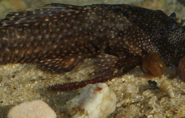 Ancistrus_sp_02.jpg