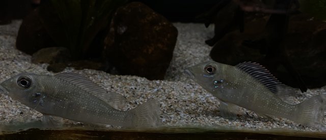 D0FC7F9A-1AE1-45EF-87E2-B7E6AA33AA13.jpeg D0FC7F9A-1AE1-45EF-87E2-B7E6AA33AA13.jpeg