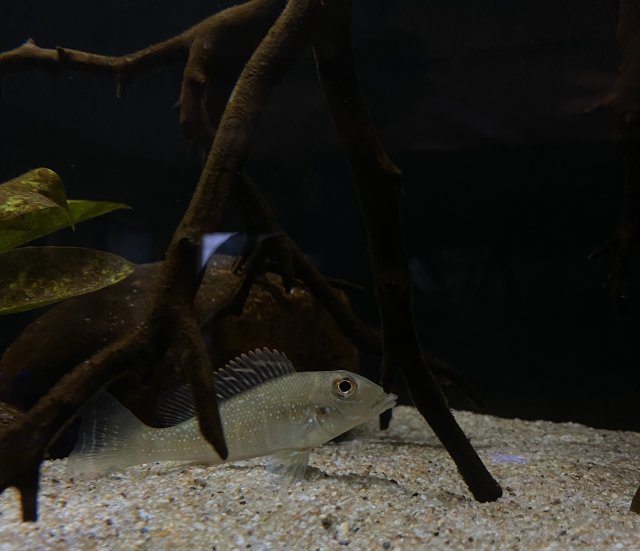 26D6009A-ABE3-4C55-B6A8-6A36D9EBDC7C.jpeg 26D6009A-ABE3-4C55-B6A8-6A36D9EBDC7C.jpeg