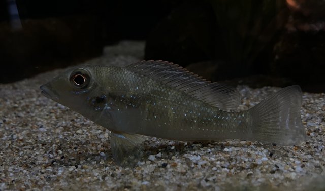 A3F10AFC-0564-4A03-9B14-D4F162ADA9BD.jpeg A3F10AFC-0564-4A03-9B14-D4F162ADA9BD.jpeg