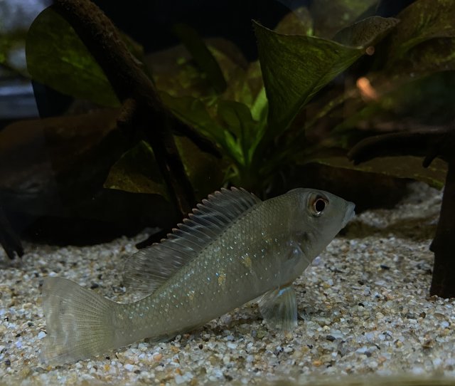 0CBE72C6-9B9E-47FE-ABEF-C84EB0CA8369.jpeg 0CBE72C6-9B9E-47FE-ABEF-C84EB0CA8369.jpeg