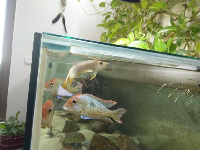 Asian arowana back.jpg