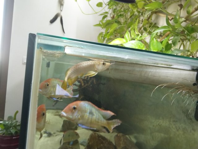 asian arowana.jpg