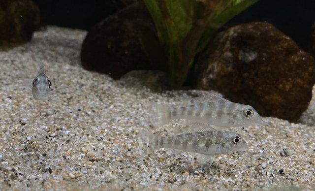 0C6B98C0-A2A3-4D48-8800-2B31829566EE.jpeg 0C6B98C0-A2A3-4D48-8800-2B31829566EE.jpeg