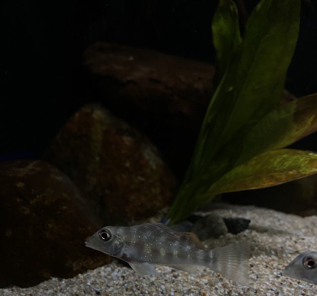 E7C40EEB-6A5A-4C67-8458-915EA235EA10.jpeg E7C40EEB-6A5A-4C67-8458-915EA235EA10.jpeg