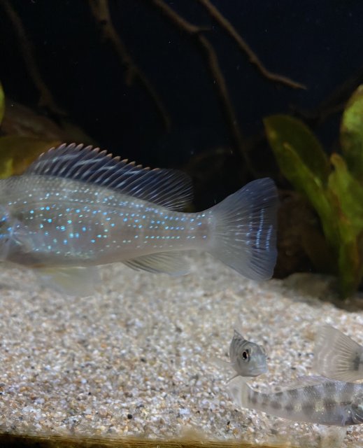 64BA062B-FF7B-471F-BF81-A7257DD5E071.jpeg 64BA062B-FF7B-471F-BF81-A7257DD5E071.jpeg