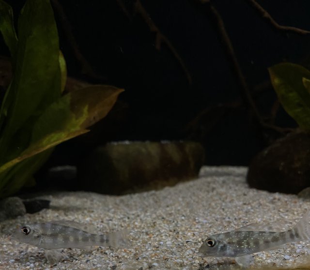 92615FE7-ABA9-43BC-B9B1-3EA99D42C017.jpeg 92615FE7-ABA9-43BC-B9B1-3EA99D42C017.jpeg