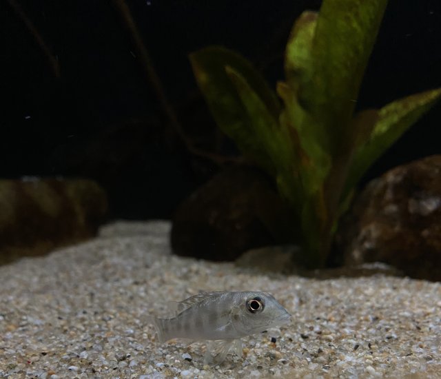 6242BBA4-83A8-4163-9C2F-A8D950FF3A14.jpeg 6242BBA4-83A8-4163-9C2F-A8D950FF3A14.jpeg