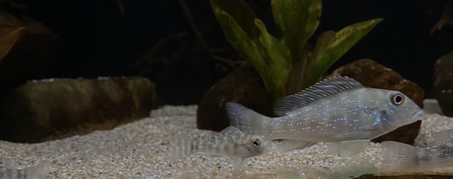 C98D4EB0-D3C8-404A-9C8F-EB865B7CB1E5.jpeg C98D4EB0-D3C8-404A-9C8F-EB865B7CB1E5.jpeg