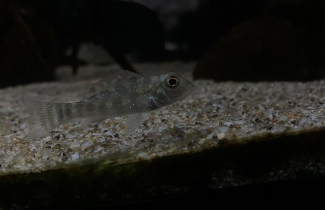 ACFEB890-1E66-476D-ADF9-0601AB16B8FC.jpeg ACFEB890-1E66-476D-ADF9-0601AB16B8FC.jpeg