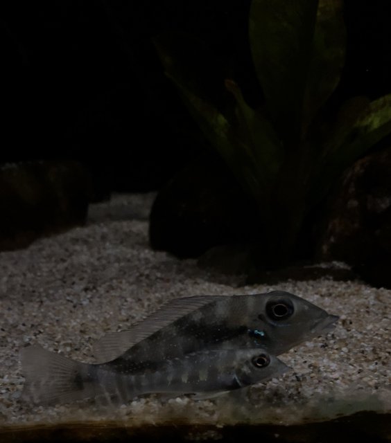 0436DE2F-31B5-4B9D-A18F-4B921CEC242A.jpeg 0436DE2F-31B5-4B9D-A18F-4B921CEC242A.jpeg