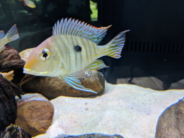 IMG_20200405_140746.jpg IMG_20200405_140746.jpg