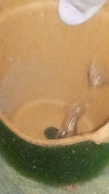 IMG_20200412_140300.jpg