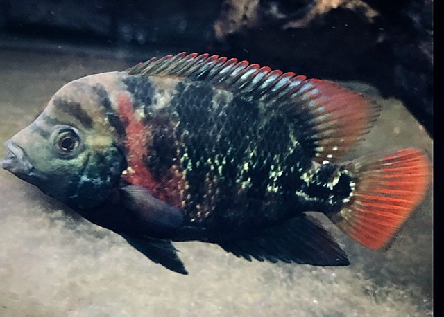 04B2AC5E-029D-441C-BE07-6B1D2285D864.jpeg 04B2AC5E-029D-441C-BE07-6B1D2285D864.jpeg