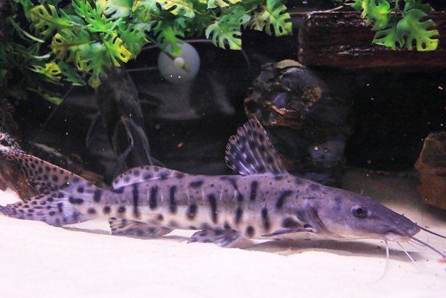 My TSN Achara Hybrid.JPG