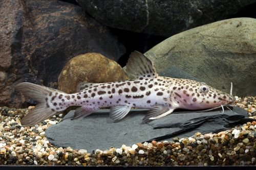 TSN Niger Hybrid.jpg